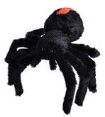 Redback Spider