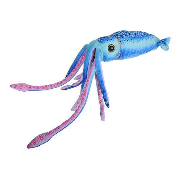 Squid