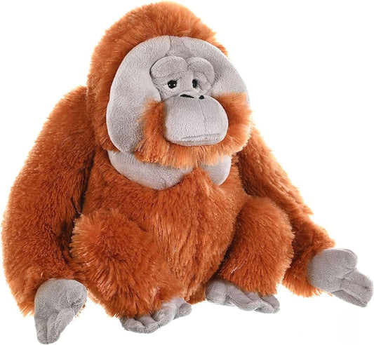 Orangutan