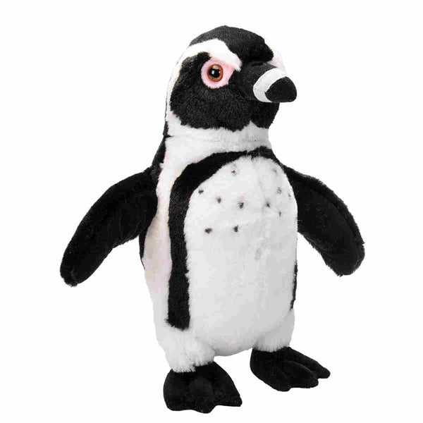 Blackfoot Penguin