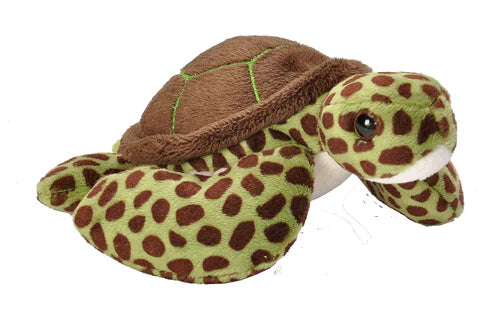 Green Sea Turtle