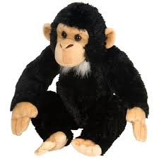 Chimpanzee